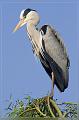 Ardea cinerea_1